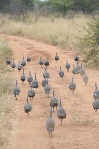 Madikwe-Game-Reserve (77).JPG