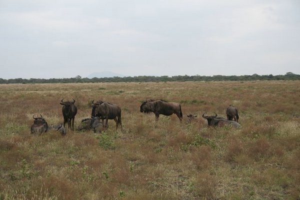 Madikwe-Game-Reserve (79).JPG