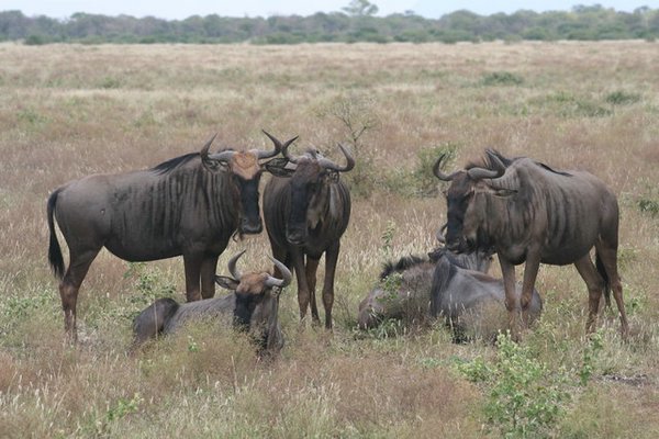 Madikwe-Game-Reserve (80).JPG