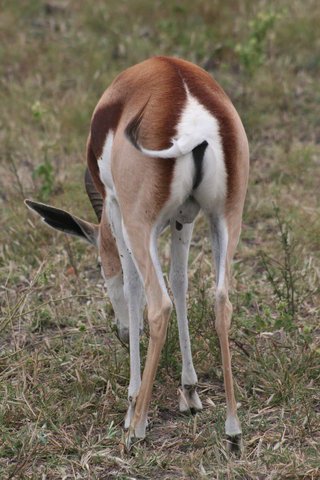 Madikwe-Game-Reserve (81).JPG