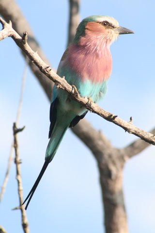 Madikwe-Game-Reserve (82).JPG