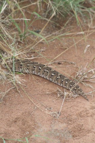 Madikwe-Game-Reserve (83).JPG