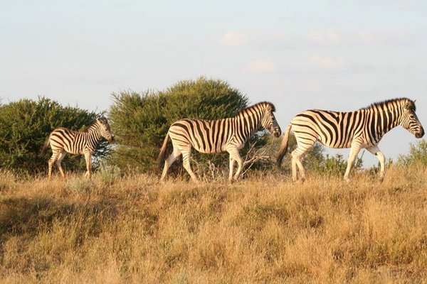 Madikwe-Game-Reserve (84).JPG