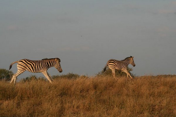 Madikwe-Game-Reserve (85).JPG