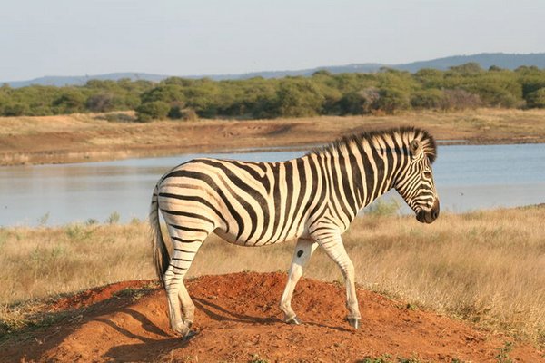 Madikwe-Game-Reserve (86).JPG