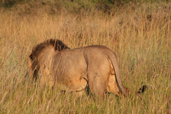 Madikwe-Game-Reserve (88).JPG