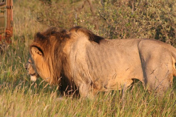 Madikwe-Game-Reserve (89).JPG