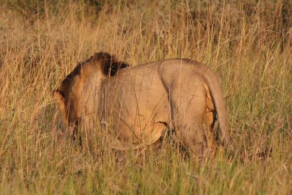 Madikwe-Game-Reserve (90).JPG