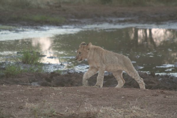 Madikwe-Game-Reserve (91).JPG