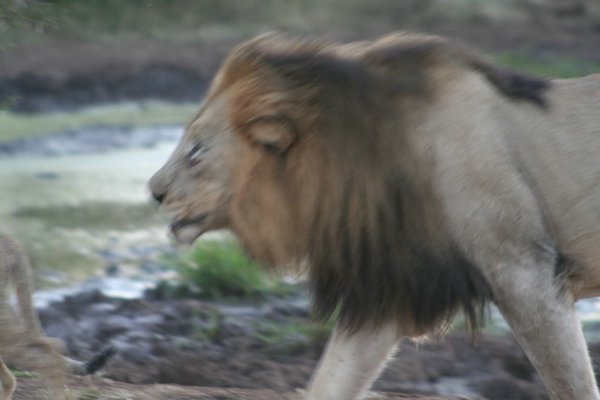 Madikwe-Game-Reserve (92).JPG