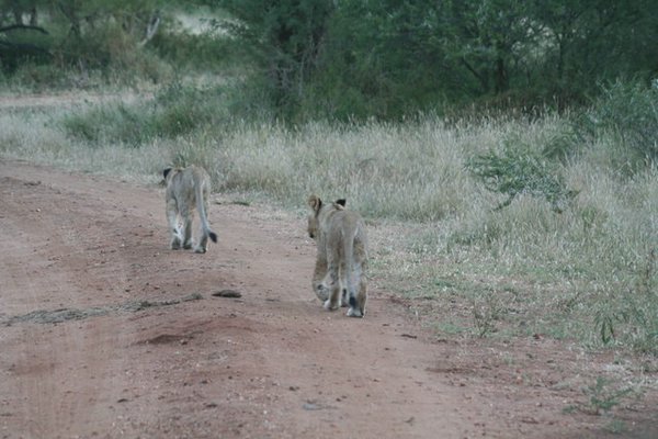 Madikwe-Game-Reserve (93).JPG