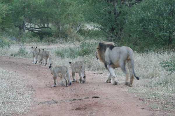 Madikwe-Game-Reserve (94).JPG