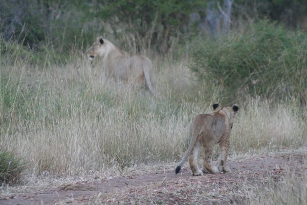 Madikwe-Game-Reserve (95).JPG