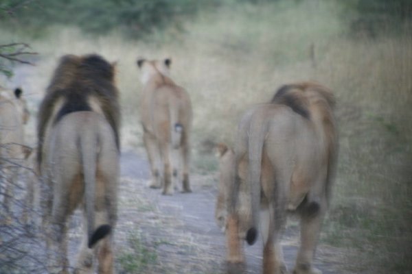 Madikwe-Game-Reserve (96).JPG