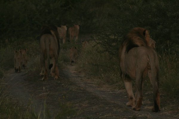 Madikwe-Game-Reserve (97).JPG