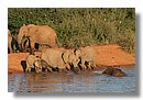 Madikwe-Game-Reserve (32).JPG