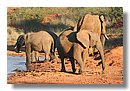 Madikwe-Game-Reserve (35).JPG