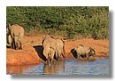 Madikwe-Game-Reserve (39).JPG