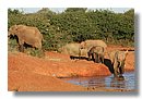 Madikwe-Game-Reserve (40).JPG