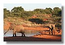 Madikwe-Game-Reserve (41).JPG