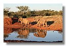 Madikwe-Game-Reserve (42).JPG