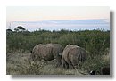 Madikwe-Game-Reserve (43).JPG