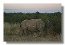 Madikwe-Game-Reserve (44).JPG