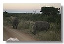 Madikwe-Game-Reserve (46).JPG