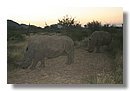 Madikwe-Game-Reserve (48).JPG