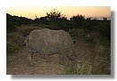 Madikwe-Game-Reserve (49).JPG