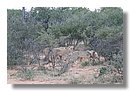 Madikwe-Game-Reserve (53).JPG