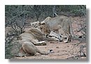 Madikwe-Game-Reserve (54).JPG