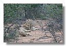 Madikwe-Game-Reserve (55).JPG