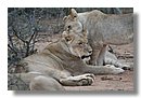 Madikwe-Game-Reserve (56).JPG