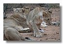 Madikwe-Game-Reserve (57).JPG