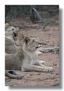 Madikwe-Game-Reserve (58).JPG