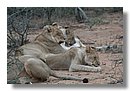 Madikwe-Game-Reserve (59).JPG