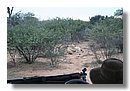 Madikwe-Game-Reserve (61).JPG