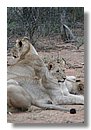 Madikwe-Game-Reserve (62).JPG