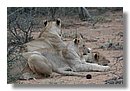 Madikwe-Game-Reserve (63).JPG