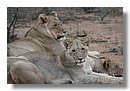 Madikwe-Game-Reserve (64).JPG