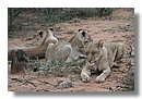 Madikwe-Game-Reserve (66).JPG