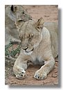 Madikwe-Game-Reserve (67).JPG