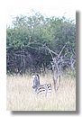 Madikwe-Game-Reserve (75).JPG