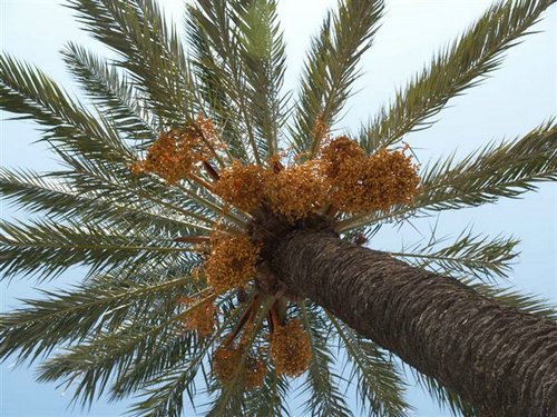 Washingtonia filifera en Palm Canyon - USA 🗺️ Foro Clima, Naturaleza, Ecologia y Medio Ambiente