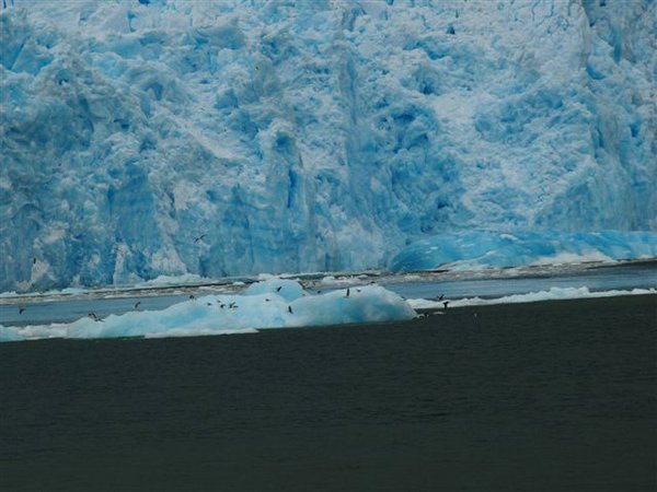 Glaciares-de-la-patagonia (37).jpg