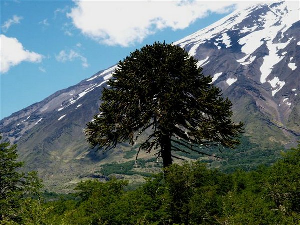 Volcan-Lanin-Bosque de araucaria (00).jpg