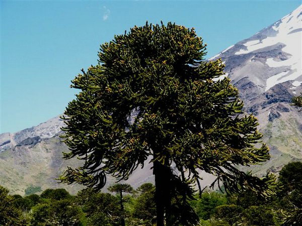 Volcan-Lanin-Bosque de araucaria (01).jpg