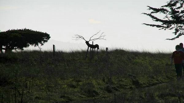 sea-ranch (52).jpg