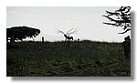 sea-ranch (52).jpg